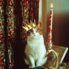 Party Animal