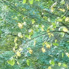 Autumn Thoughts