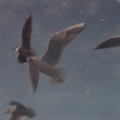 lullaby of the leaves