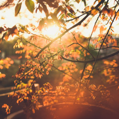 Radiance (Early Version)