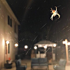 .stage 4 fear of trying. — frank iero [cover]