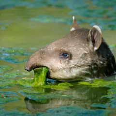 Tapir [Instrumental] - Master