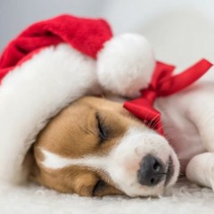 01 Angels We Have Heard On High ( Acoustic Guitar) - Steve Erquiaga