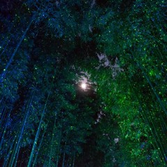 Night Breeze