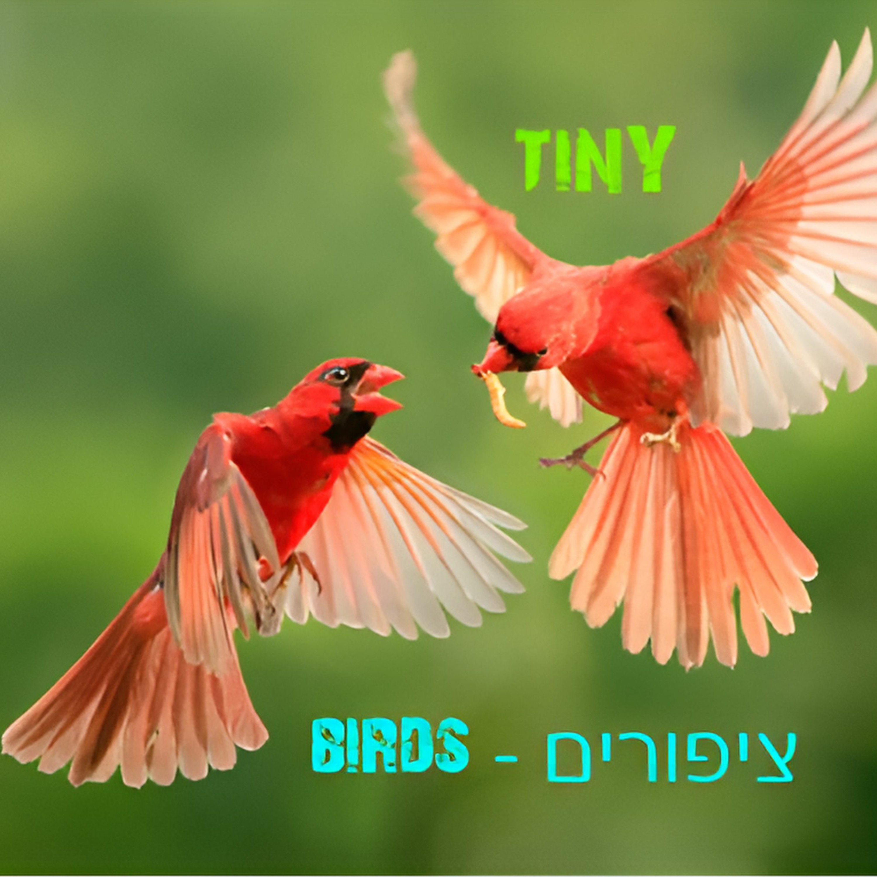 Birds - ציפורים episode artwork