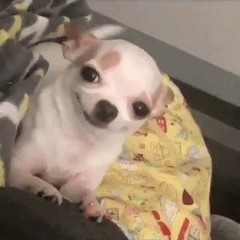 count