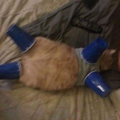 He's the Cartoon Cat (original song)
