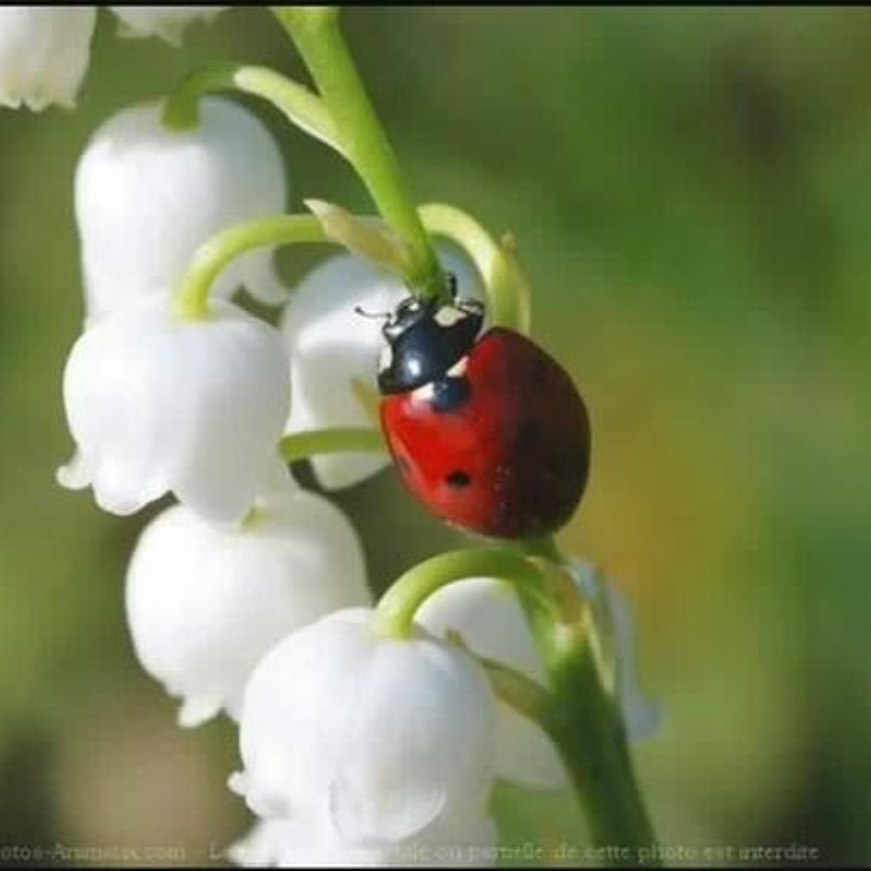 Élodie de retour #6 manif confinée