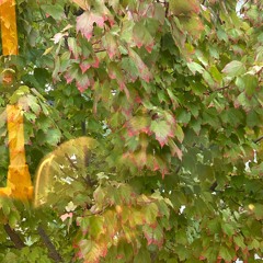 02 techno is world music according to my uber driver