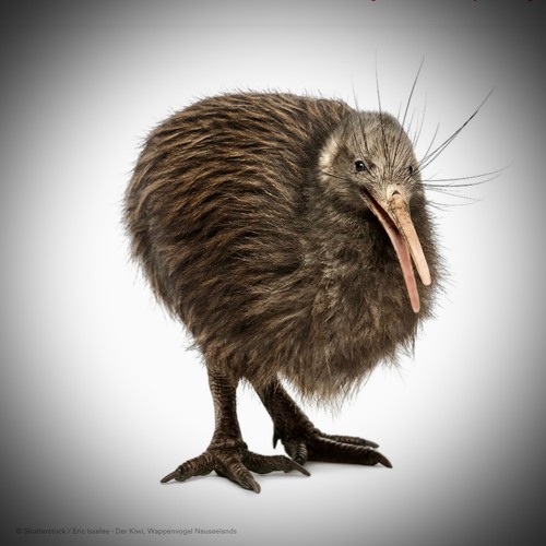 Kiwi