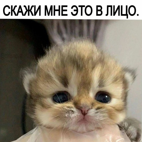 Панки лохи (freestyle)