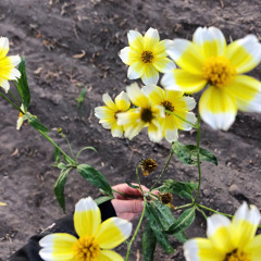 Music's too sad without you (Feat Nicolás Valdés)