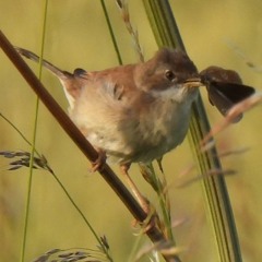 2023 STRAIGHT FROM THE FIELDS 19 - BACK OFF MR AND MRS WHITETHROAT ARE NESTING HERE.WAV