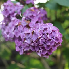 Let You Do This X King Of The Bongos