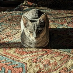 Simple New Psych 6 25