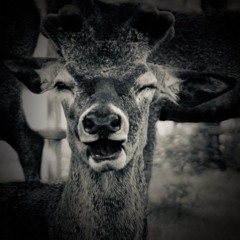 Distant Heartbeats .mp3