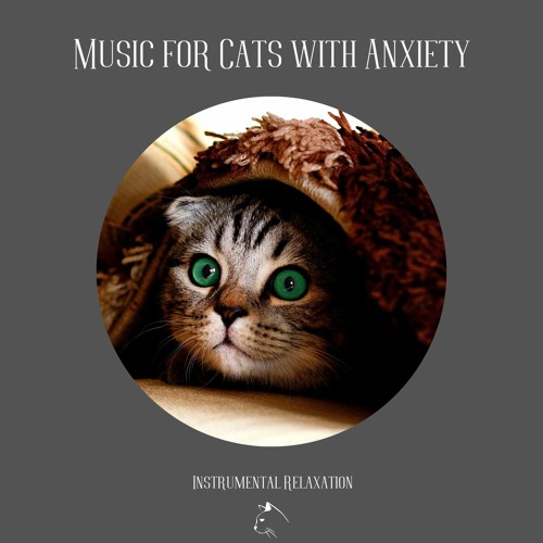Stream Music for Cats Project | Listen to Music for Cats with Anxiety ...