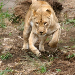 Wilderness Ambush - African-inspired Music