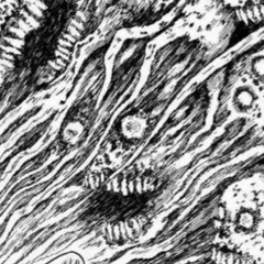 Hallucinate