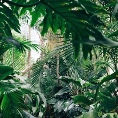 lost jungle .mp3