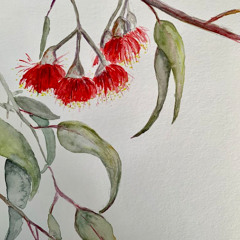 EUCALYPTUS FLOWER