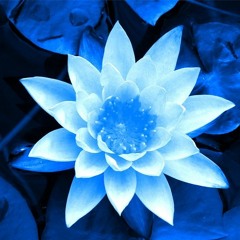 Secret of the blue Flowers