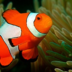 I Found Nemo (Sixes And Sevens)
