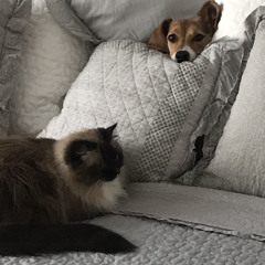 Talk