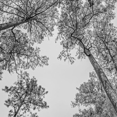 bed bug - teenage disaster lofi