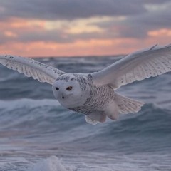 Speeding Like a Snow Owl