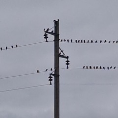 BirdsNotes