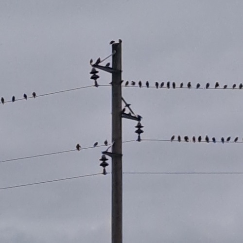 BirdsNotes