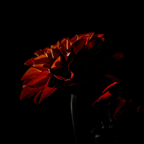 Red Lady