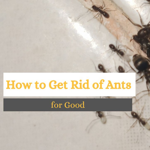 How to Get Rid of Ants