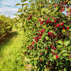 CHERRY