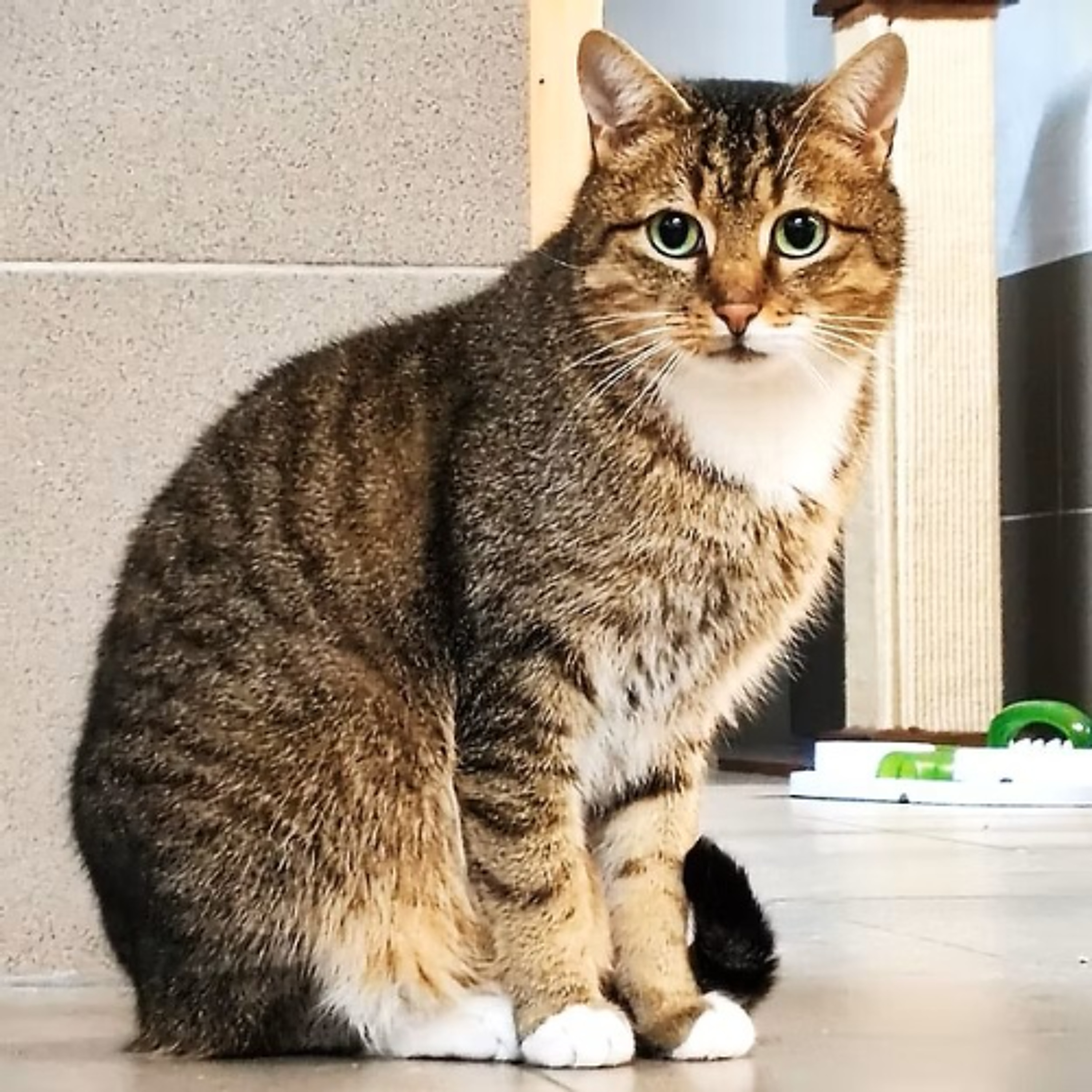 Körbchen gesucht vom 06.05.2026 - Kater Amaretto episode artwork