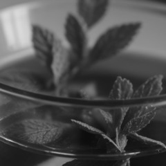 LFO Infusion Tisane (with Caffeine Beats)