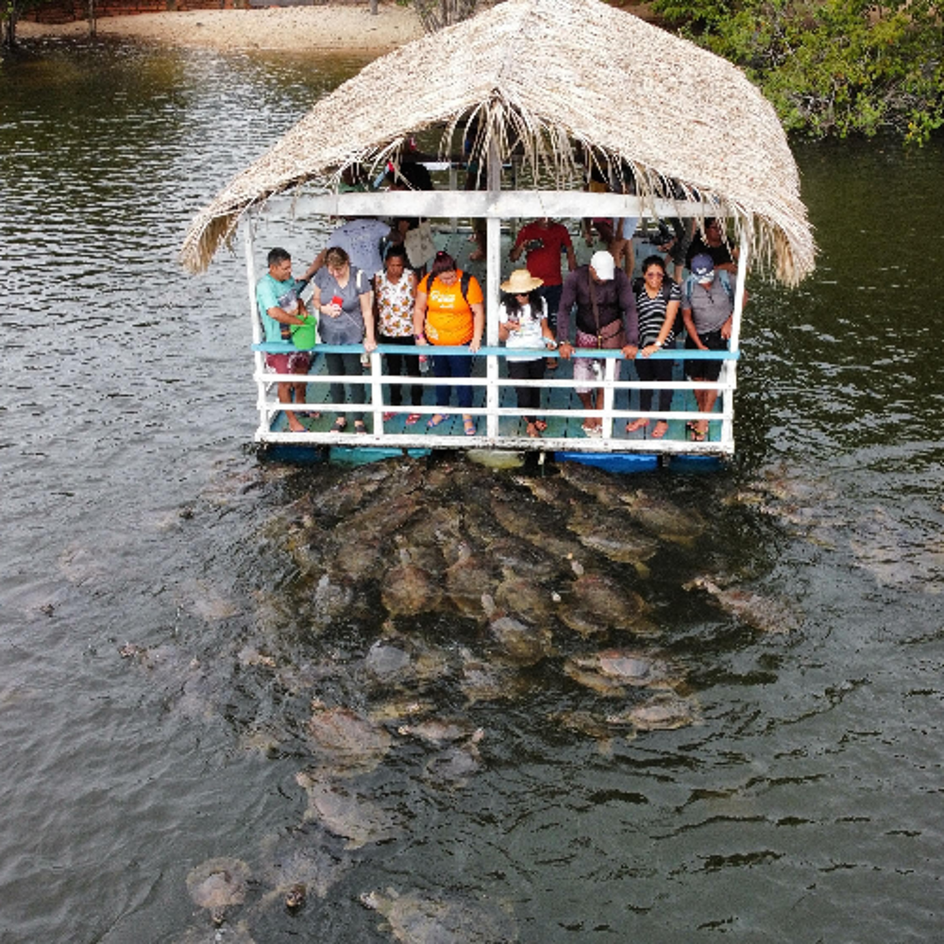Comunidade investe em Turismo de Base Comunitária e dedica esforços na preservação de tartarugas da Amazônia