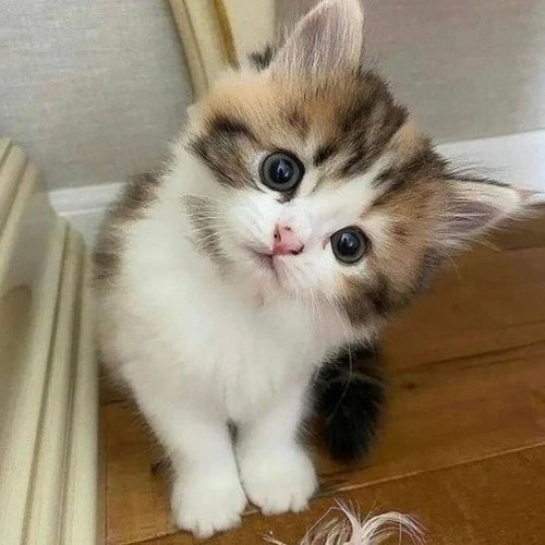 (REUPLOAD) TWERKNATION28 x STARFALL -- do the math |2023★☆EXCLUSIVE☆★|