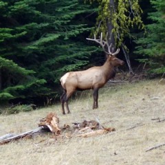 ANMLWild Elk Bugle And Herd Running