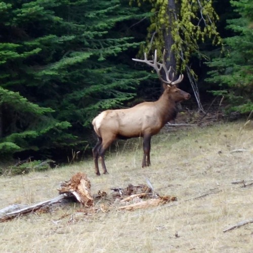 ANMLWild Elk Bugle And Herd Running