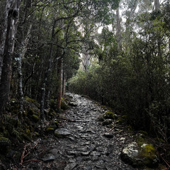 Organ Pipes Soundscape