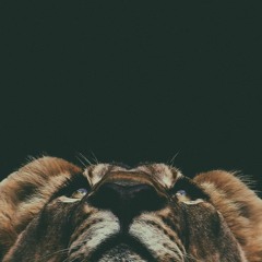 Big Cat - unfinsihed