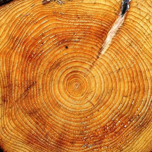 Stream Модны насыг хэрхэн мэдэх вэ by Mongolian National Radio | Listen ...