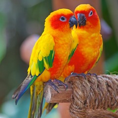 When Birds Dream (A Melody)