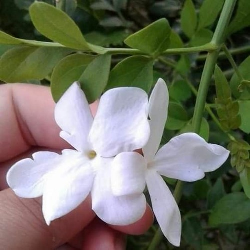 إياك واليأس 🌿