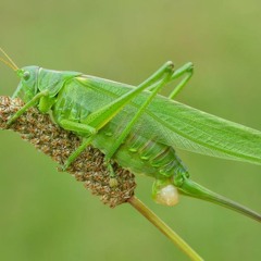 Great Green Bush-cricket high-frequency song