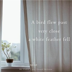OneAmbient4 - A White Feather Fell (Naviarhaiku 330)