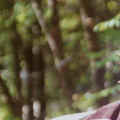 fífill (með laufkvist) - desember lag 29