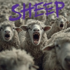 sheep